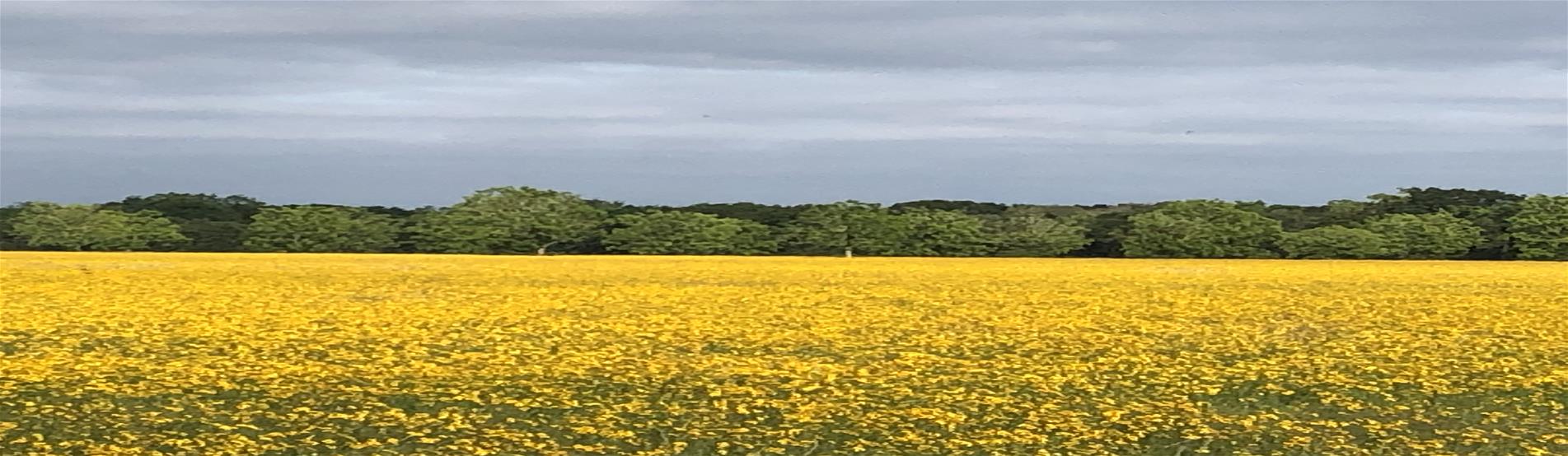 Website Photo - La Ward hay pasture